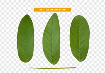 Vector leaves from the tree realistic. Green color.