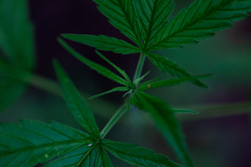 Backgrounds of Beautiful Cannabis trees are growing on the ground.