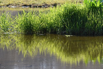 Carex dispalata is an aquatic plants.