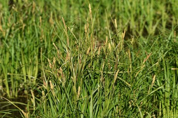 Carex dispalata is an aquatic plants.