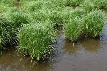 Carex dispalata is an aquatic plants.
