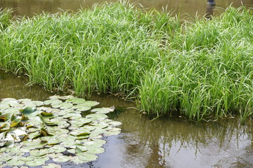 Carex dispalata is an aquatic plants.