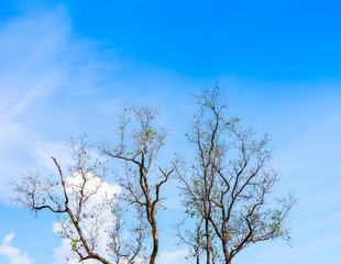 Dry branches tree.Seaside blue sky background