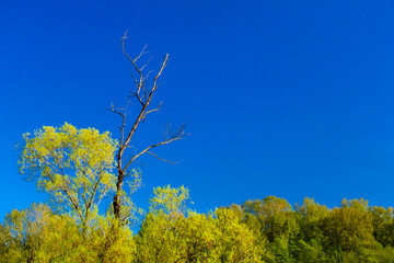 Trees against blue spring sky