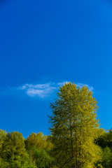 tree on background of blue sky