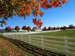 autumn leaves in rural farm scene