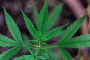 Backgrounds of Beautiful Cannabis trees are growing on the ground.
