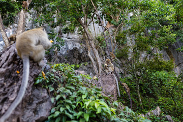 Monkey eating fresh fruit outdoor. Thailand animal
