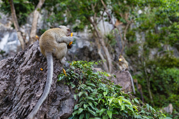 Monkey eating fresh fruit outdoor. Thailand animal