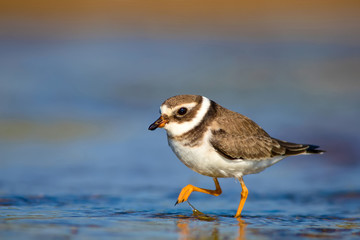 Cute little water bird. Colorful nature background. Bird: Common Ringed Plover. Charadrius hiaticula.