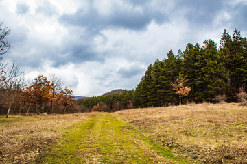 Fototapeta na wymiar Bulgarian forest