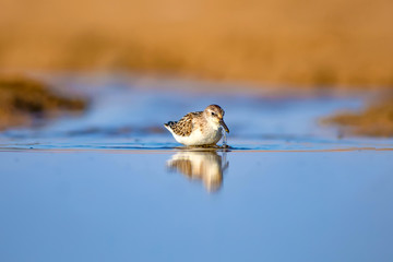 Cute little water bird. Colorful nature background. Little Stint. Calidris minuta.