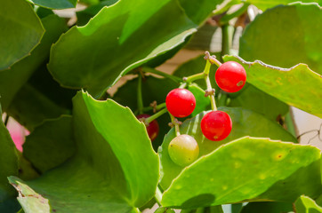Cissus Rotundifolia Berry Vine With Succulent Leaves © Jacquelin