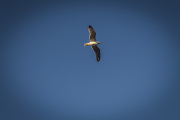 Seagull