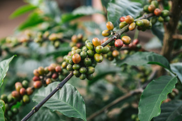 Green and Red Arabica coffee berries from coffee tree in the Akha village of Maejantai on the hill in Chiang Mai, Thailand.