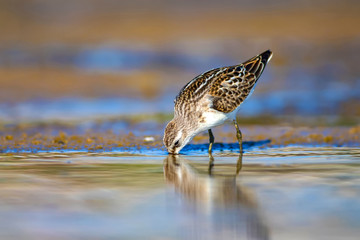 Cute little water bird. Colorful nature background. Little Stint. Calidris minuta.