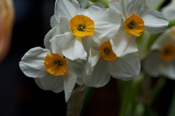 Obraz na płótnie Canvas daffodils in the garden