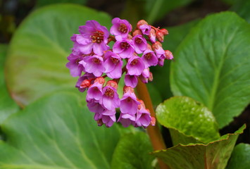 Bright and showy Bergenia crassifolia cone-shaped flowers close up with green leaves  on background.