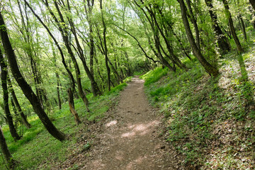 path in the forest