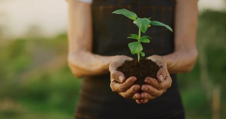 Hands holding a green plant sapling with fresh soil and sunset light, concept of self love and self growth, environmental health and sustainable agriculture, woman's hands