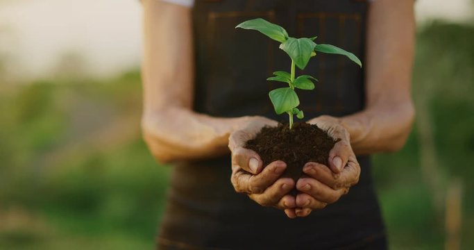 Hands holding a green plant sapling with fresh soil and sunset light, concept of self love and self growth, environmental health and sustainable agriculture, woman's hands
