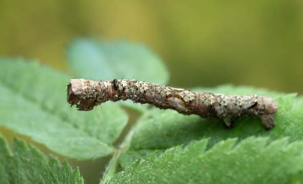 Geometer moth larva on leaf