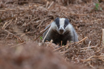 Badger, meles meles, portrait near sett while foraging, sniffing air and feeding besides the sett during April/spring in scotland.