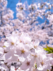 満開のソメイヨシノ