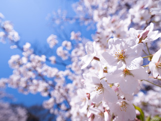 満開のソメイヨシノ