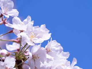 満開のソメイヨシノ