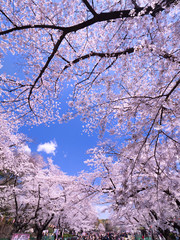 桜が満開の上野公園