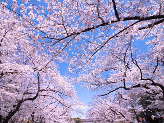 桜が満開の上野公園