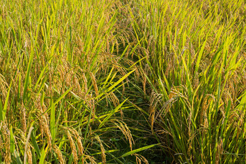 rice field, shallow depth of field, selective focus (detailed close-up shot)