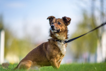 Frightened dog on a leash playing on the grass.