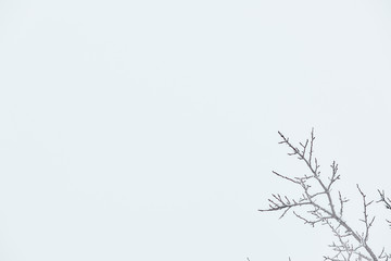 tree branch on white sky background. plants in winter