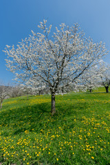 close up view of a single cherry tree with white blossoms under a blue sky in a green field