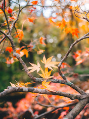 Yellow maple leaves in autumn season at japan for background.