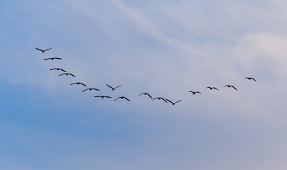 A flock of birds fly south on a blue sky