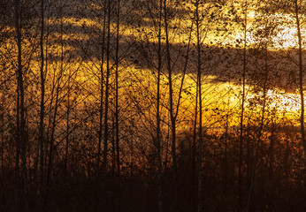 Tree branches at sunset in autumn