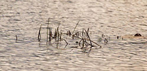 Grass and reed with reflection in the pond