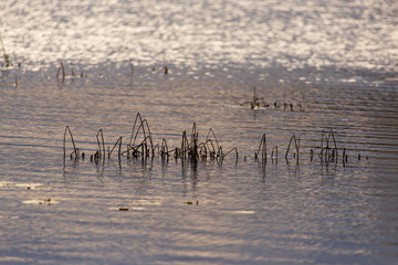 Fototapeta na wymiar Grass and reed with reflection in the pond