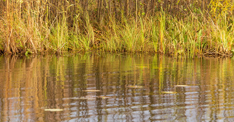 Grass and reed with reflection in the pond
