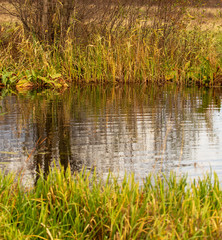 Grass and reed with reflection in the pond