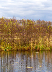 Pond in nature in autumn