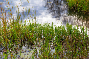 Reed grows on a pond in autumn