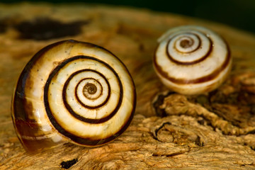 Snail shell. Natural colors and background.