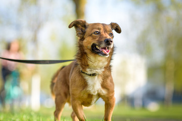 Portrait of a yard dog on a leash on the grass in the summer.