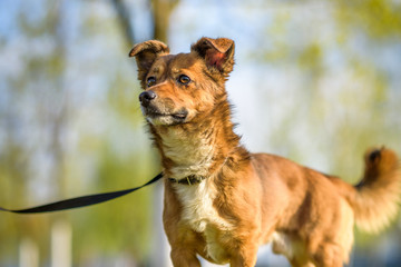 Portrait of a yard dog on a leash on the grass in the summer.