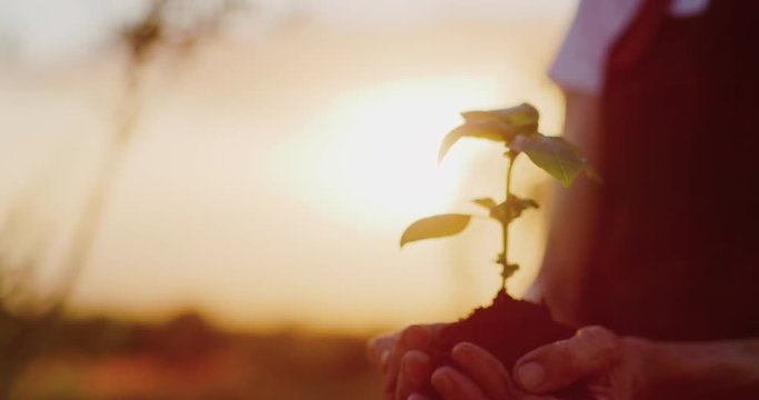 Hands holding a basil plant sapling with beautiful sunset light, concept of new growth and sustainable agriculture, environmental health, caring for mother earth, retirement concept