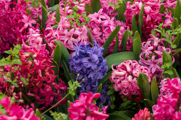 Lilac hyacinth flower in meadow.  Hyacinth flowering background.  